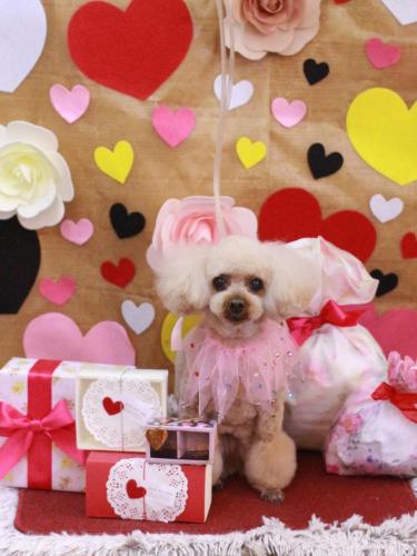 20230211マロンちゃん